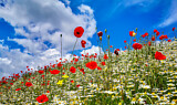 Image. Sommerwiese mit Mohnblüte und Margeriten