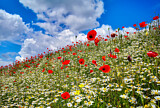 Image. Sommerwiese mit Mohnblüte und Margeriten