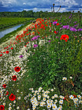 Image. Sommerwiese mit Mohnblüte und Margeriten
