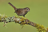 Image. Song Sparrow