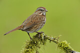 Image. Song Sparrow