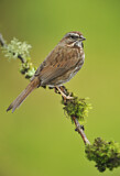 Image. Song Sparrow