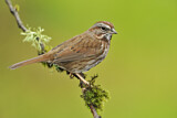 Image. Song Sparrow
