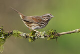 Image. Song Sparrow