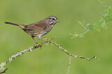 Image. Song Sparrow