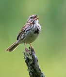 Image. Song Sparrow