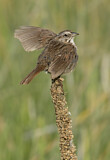 Image. Song Sparrow