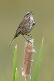 Image. Song Sparrow