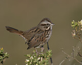 Image. Song Sparrow