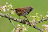 Image. Song Sparrow