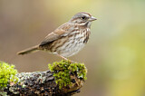 Image. Song Sparrow