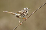 Image. Song Sparrow
