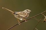Image. Song Sparrow