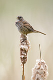 Image. Song Sparrow