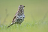 Image. Song Thrush