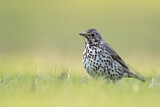 Image. Song Thrush