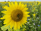 Image. Sonnenblume
