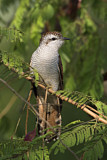 Image. Sonneratkuckuck