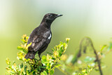 Image. Sooty Chat