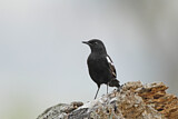 Image. Sooty Chat