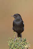 Image. Sooty Chat