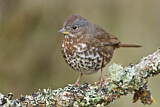 Image. Sooty Fox Sparrow