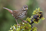 Image. Sooty Fox Sparrow