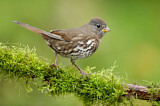 Image. Sooty Fox Sparrow