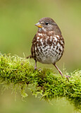 Image. Sooty Fox Sparrow