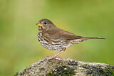 Image. Sooty Fox Sparrow
