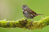 Image. Sooty Fox Sparrow