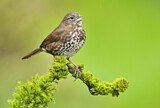 Image. Sooty Fox Sparrow
