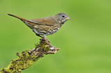 Image. Sooty Fox Sparrow