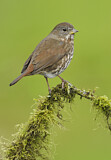 Image. Sooty Fox Sparrow