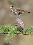 Image. Sooty Fox Sparrow