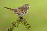 Image. Sooty Fox Sparrow