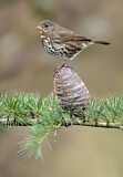 Image. Sooty Fox Sparrow