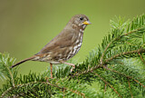 Image. Sooty Fox Sparrow