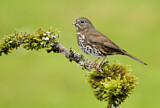 Image. Sooty Fox Sparrow