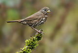 Image. Sooty Fox Sparrow