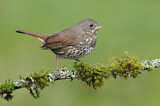 Image. Sooty Fox Sparrow