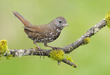 Image. Sooty Fox Sparrow