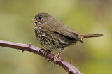 Image. Sooty Fox Sparrow