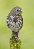 Image. Sooty Fox Sparrow
