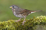 Image. Sooty Fox Sparrow