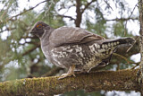 Image. Sooty Grouse