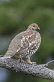 Image. Sooty Grouse