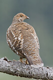 Image. Sooty Grouse