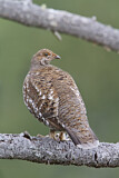 Image. Sooty Grouse