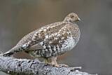 Image. Sooty Grouse